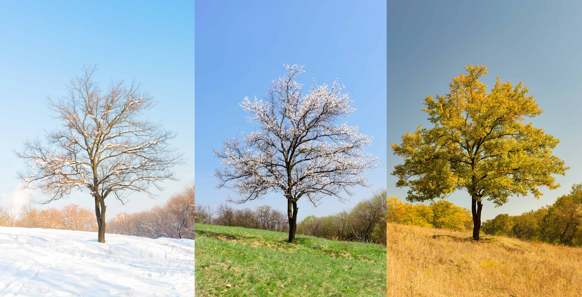 Colorado landscape showing four seasons representing year-round HVAC needs