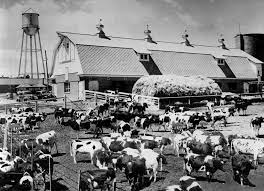 cows in historic lakewood, co